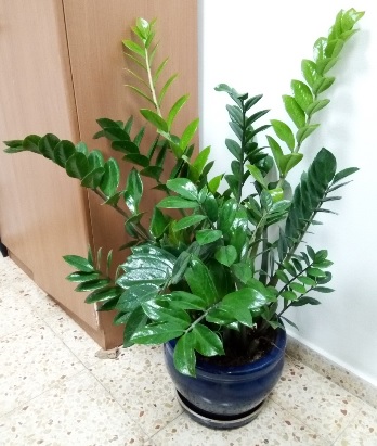 זמיוקולקאס `עלה הזמיה`